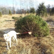 The hunt for the perfect Christmas Tree